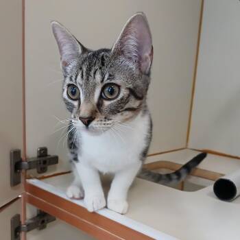 Domestic Short Hair Cats Available for Adoption - Lolo | PetCurious