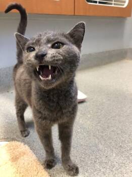 Howard -  Domestic Medium Hair Cat for Adoption in Bloomington, Indiana - Howard | PetCurious