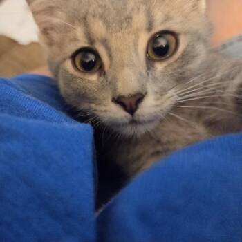 Manitoba -  Domestic Short Hair Cat for Adoption in Edwardsville, Illinois - Manitoba | PetCurious