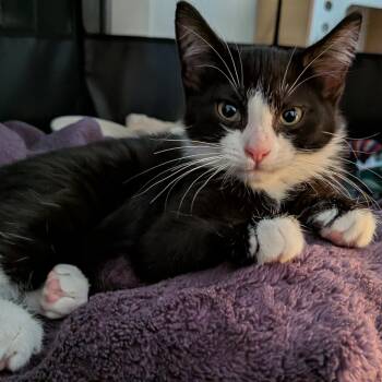 Blake -  Domestic Short Hair Cat for Adoption in Renton, Washington - Blake | PetCurious