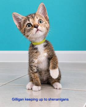 GILLIGAN -  Domestic Short Hair Cat for Adoption in Largo, Florida - GILLIGAN | PetCurious