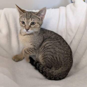 Prince Cornelius -  Domestic Short Hair Cat for Adoption in Lake Orion, Michigan - Prince Cornelius | PetCurious