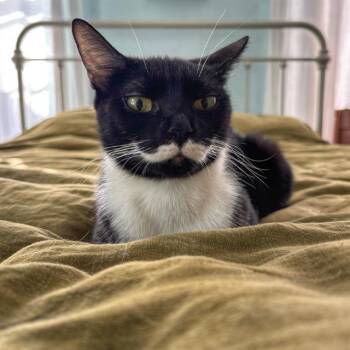 NEZUKO -  Domestic Short Hair Cat Available for Adoption in Barnstable, Massachusetts - NEZUKO | PetCurious