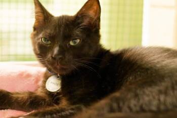 Phosphophyllite -  Domestic Short Hair Cat for Adoption in Hot Springs, Arkansas - Phosphophyllite | PetCurious