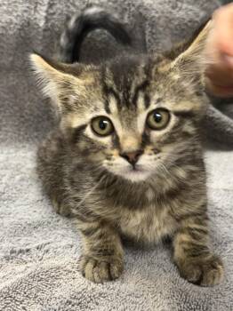 Domestic Medium Hair Cats Available for Adoption in Vacaville, California - Miller | PetCurious