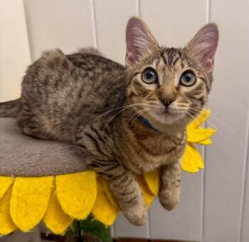 Memphis -  Domestic Short Hair and Tabby Cat for Adoption in Pompano Beach, Florida - Memphis | PetCurious