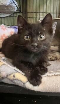 Domestic Short Hair Cats Available for Adoption in Sneads Ferry, North Carolina - Chip | PetCurious