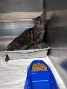 Fire fly -  Domestic Short Hair Cat for Adoption in Burgaw, North Carolina - Fire Fly | PetCurious