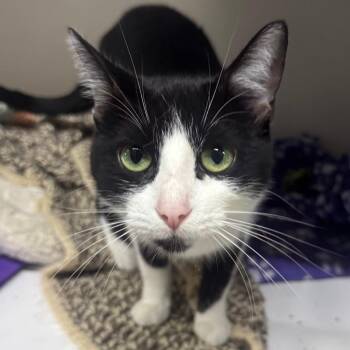 Minnie Mouse -  Domestic Short Hair Cat for Adoption in Dearborn, Michigan - Minnie Mouse | PetCurious