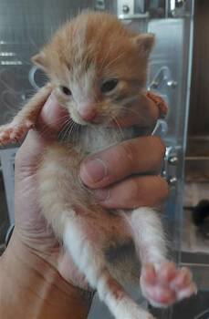 A661666 -  Domestic Short Hair Cat for Adoption in Houston, Texas - A661666 | PetCurious