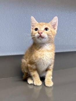 Roy Rogers -  Domestic Short Hair and Tabby Cat for Adoption in Orland Hills, Illinois - Roy Rogers | PetCurious
