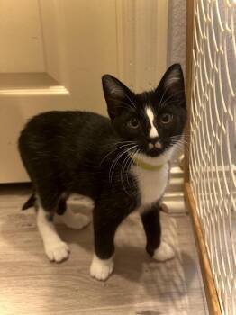 Domestic Short Hair Cats Available for Adoption in Dallas, Texas - Solo | PetCurious