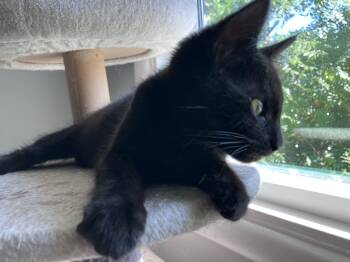 Artemis -  Domestic Short Hair Cat for Adoption in Springfield, Oregon - Artemis | PetCurious