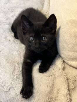 A923434 -  Domestic Short Hair Cat for Adoption in Sacramento, California - A923434 | PetCurious