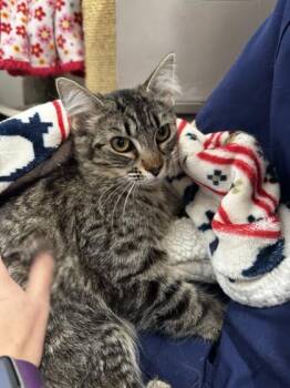 Domestic Medium Hair and Domestic Short Hair Cats Available for Adoption in Roseville, California - Water Lily | PetCurious