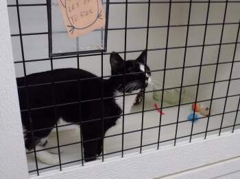 Rescue Domestic Short Hair Cats for Adoption in Savanna, Illinois - Pepper | PetCurious