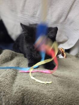 Moira -  Domestic Short Hair Cat for Adoption in Westland, Michigan - Moira | PetCurious