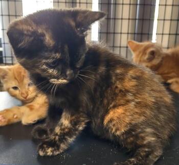 Heaven -  Domestic Short Hair Cat Available for Adoption in Albemarle, North Carolina - Heaven | PetCurious