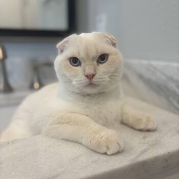 Fish (bonded with Spoon) -  Scottish Fold Cat for Adoption in Tampa, Florida - Fish (bonded With Spoon) | PetCurious