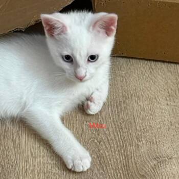 Mitzu -  Domestic Short Hair Cat for Adoption in Antioch, California - Mitzu | PetCurious