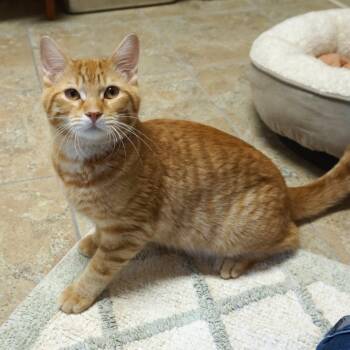 Oren -  Domestic Short Hair Cat for Adoption in Fountain Hills, Arizona - Oren | PetCurious