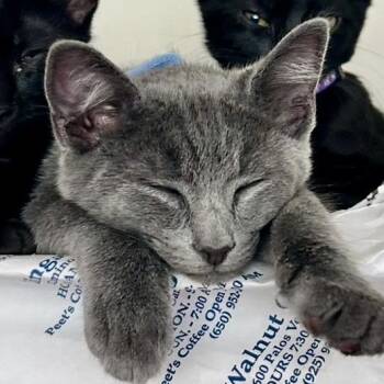 Reddy -  Domestic Medium Hair Cat for Adoption in Pleasant Hill, California - Reddy | PetCurious