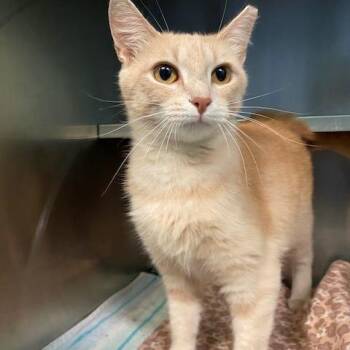 Blondie -  Domestic Short Hair Cat for Adoption in Dayton, Ohio - Blondie | PetCurious