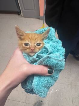 Rescue Domestic Short Hair Cats for Adoption in Morgantown, Kentucky - Friday | PetCurious