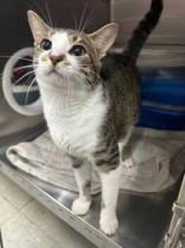 Daryl -  Domestic Short Hair Cat for Adoption in Manitowoc, Wisconsin - Daryl | PetCurious