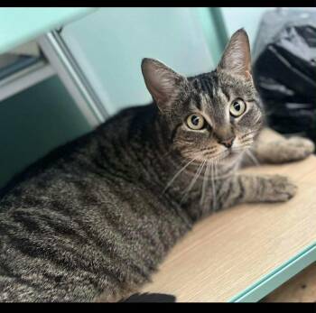 Rescue Domestic Short Hair Cats for Adoption in Pointe-claire, Quebec - Daisy | PetCurious
