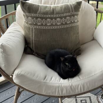 Rescue Domestic Short Hair Cats for Adoption in Buffalo, Minnesota - Barbossa | PetCurious