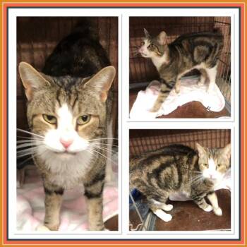 Domestic Short Hair Cats Available for Adoption in Buckhannon, West Virginia - STUBS | PetCurious