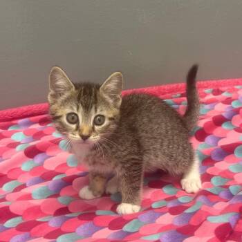 Appling -  Domestic Short Hair Cat Available for Adoption - Appling | PetCurious