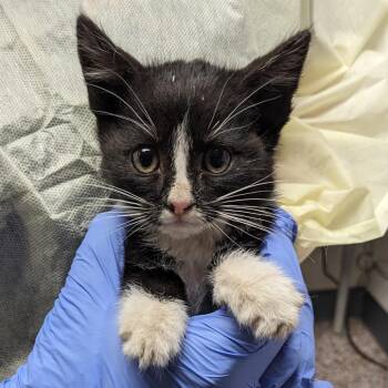 Bissell -  Domestic Short Hair Cat for Adoption in Salt Lake City, Utah - Bissell | PetCurious