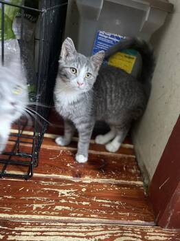 Domestic Short Hair Cats Available for Adoption - Humerus | PetCurious