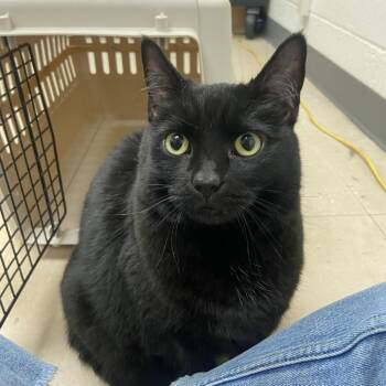 Domestic Short Hair Cats Available for Adoption in Pittsburgh, Pennsylvania - Mageeny | PetCurious