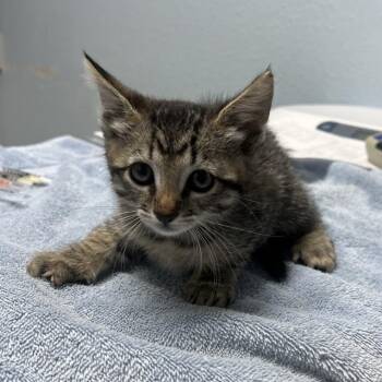 Coraline -  Domestic Short Hair Cat for Adoption in Riverside, California - Coraline | PetCurious