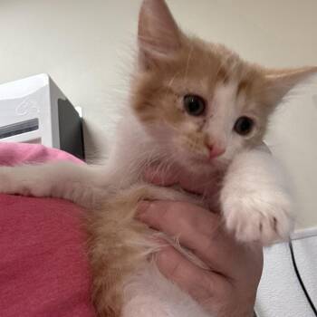Yuzu -  Domestic Medium Hair Cat for Adoption in Tulsa, Oklahoma - Yuzu | PetCurious