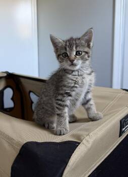 Ivy -  Domestic Short Hair Cat for Adoption in Ferndale, Michigan - Ivy | PetCurious