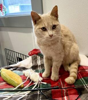 Rescue Domestic Short Hair Cats for Adoption in Lafayette Township, New Jersey - Partridge | PetCurious