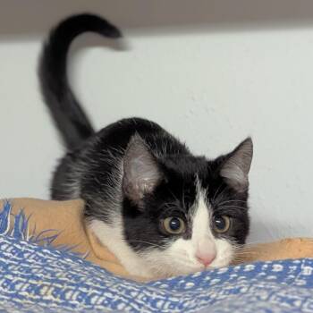 Rescue Domestic Short Hair Cats for Adoption in Little Falls, Minnesota - Zola | PetCurious
