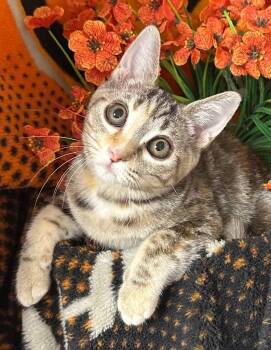 5/28/26 Pita -  Domestic Short Hair Cat for Adoption in Stillwater, Oklahoma - 5/28/26 Pita | PetCurious