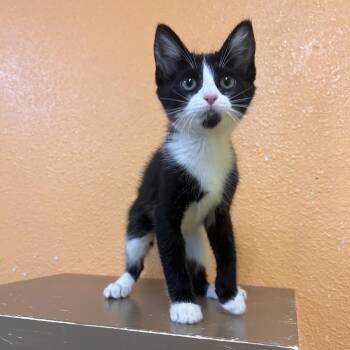 Domestic Short Hair Cats Available for Adoption in Fresno, California - Tuxedo Sam | PetCurious