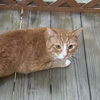 Twiz -  Domestic Short Hair Cat Available for Adoption in Tupelo, Mississippi - Twiz | PetCurious