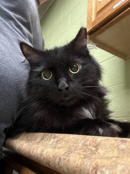 Domestic Long Hair Cats Available for Adoption in Indianapolis, Indiana - RAIN | PetCurious