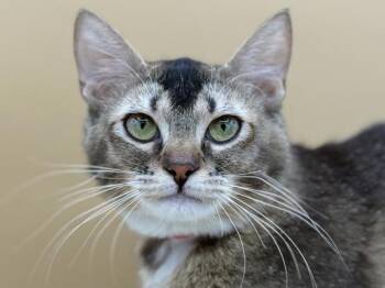 Aang -  Domestic Short Hair Cat for Adoption in Portland, Oregon - Aang | PetCurious