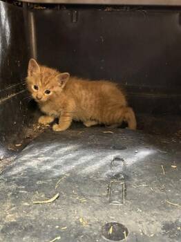 OLIVER -  Domestic Short Hair Cat for Adoption in Cookeville, Tennessee - OLIVER | PetCurious