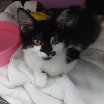 Tinker -  Domestic Medium Hair Cat for Adoption in Jupiter, Florida - Tinker | PetCurious
