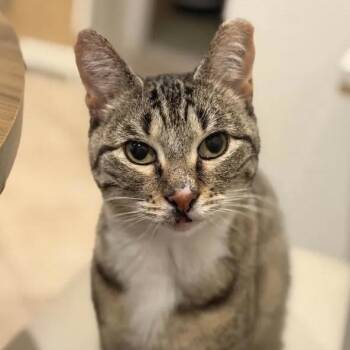Domestic Short Hair Cats Available for Adoption in Weehawken Township, New Jersey - Pixie | PetCurious