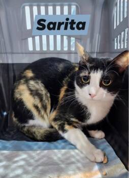 Rescue Domestic Short Hair Cats for Adoption in Lunenburg, Massachusetts - Sarita | PetCurious